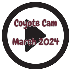 Coyote Cam 2024